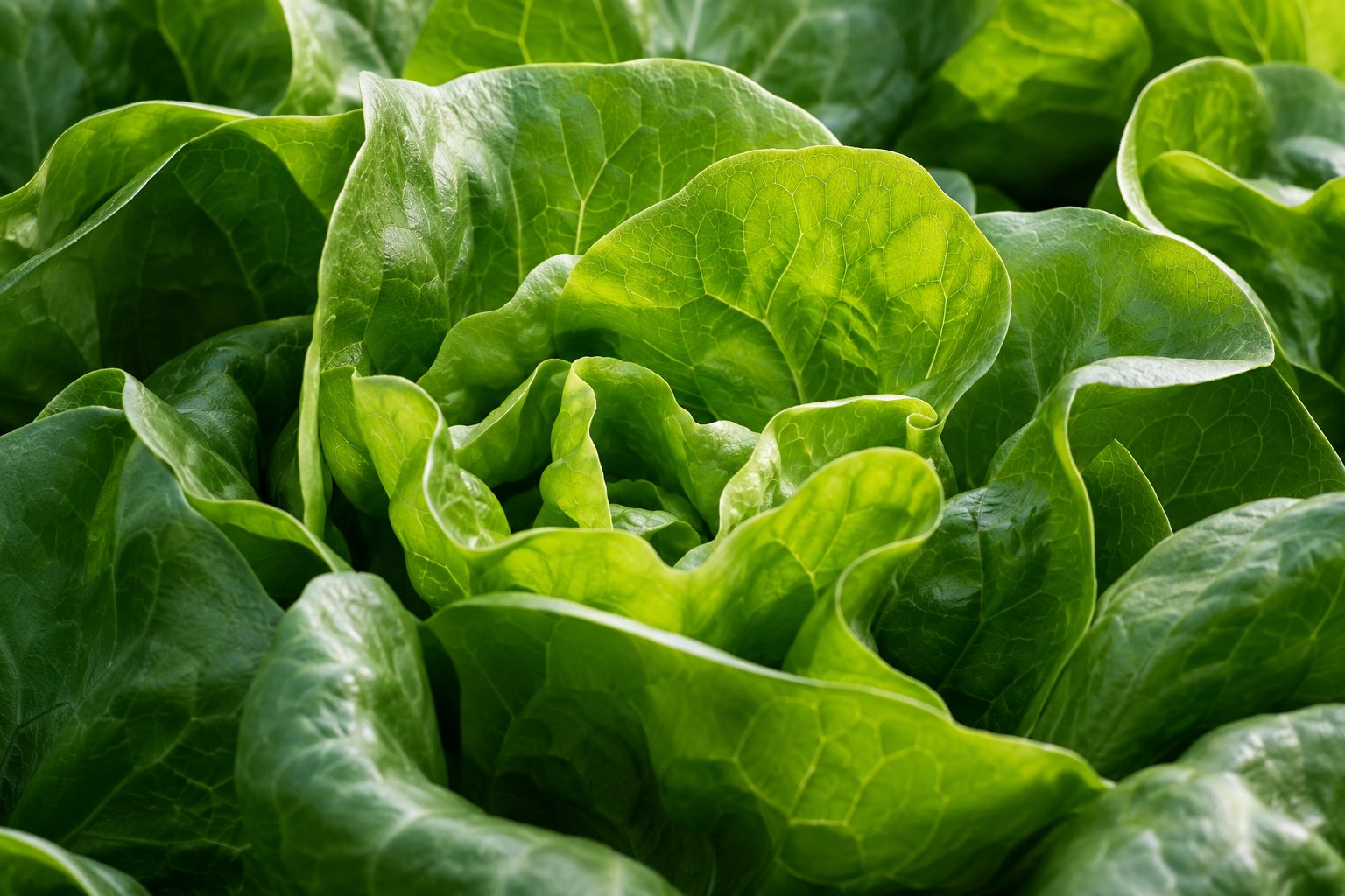 AI-generated concept image showing the texture and natural greens of lettuce leaves.